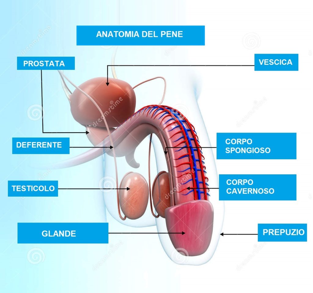 Neoplasia del pene